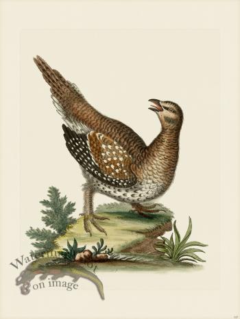 Edwards 117 Long-tailed Grous